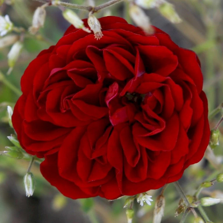 'Imperial™ Palace'® Rosa X 'Imperial™ Palace'® (Palacerose) A-Kvalitet,- barrods roser min. 3 grene 'Imperial™ Palace'® Rosa X 'Imperial™ Palace'® (Palacerose) A-Kvalitet,- Barrods Roser Min. 3 Grene -Plantetorvet Butik p293 51900 rosa x imperial palace palacerose dd45