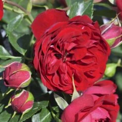 'Imperial™ Palace'® Rosa X 'Imperial™ Palace'® (Palacerose) A-Kvalitet,- Barrods Roser Min. 3 Grene 4 'Imperial™ Palace'® Rosa X 'Imperial™ Palace'® (Palacerose) A-Kvalitet,- Barrods Roser Min. 3 Grene -Plantetorvet Butik p293 51901 rosa x imperial palace palacerose 557b