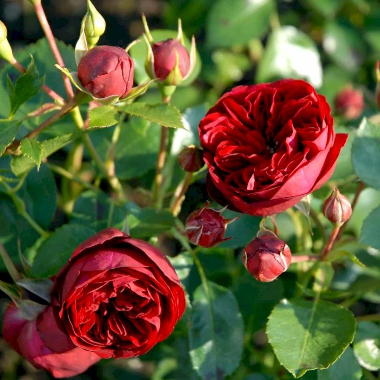 'Imperial™ Palace'® Rosa X 'Imperial™ Palace'® (Palacerose) A-Kvalitet,- barrods roser min. 3 grene 'Imperial™ Palace'® Rosa X 'Imperial™ Palace'® (Palacerose) A-Kvalitet,- Barrods Roser Min. 3 Grene -Plantetorvet Butik p293 51903 rosa x imperial palace palacerose 2ce1