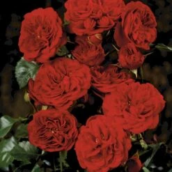 'Imperial™ Palace'® Rosa X 'Imperial™ Palace'® (Palacerose) A-Kvalitet,- Barrods Roser Min. 3 Grene 8 'Imperial™ Palace'® Rosa X 'Imperial™ Palace'® (Palacerose) A-Kvalitet,- Barrods Roser Min. 3 Grene -Plantetorvet Butik p293 51905 rosa x imperial palace palacerose c255
