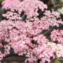 Hyld 'Black Beauty' (R) Sambucus Nigra 'Black Beauty' (r) 3,5 Liter Potte