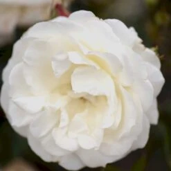 'La Paloma 85'® Rosa X 'La Paloma 85'® (Buketrose) A-Kvalitet,- Barrods Roser Min. 3 Grene -Plantetorvet Butik p298 51587 rosa x la paloma 85 buketrose 570a