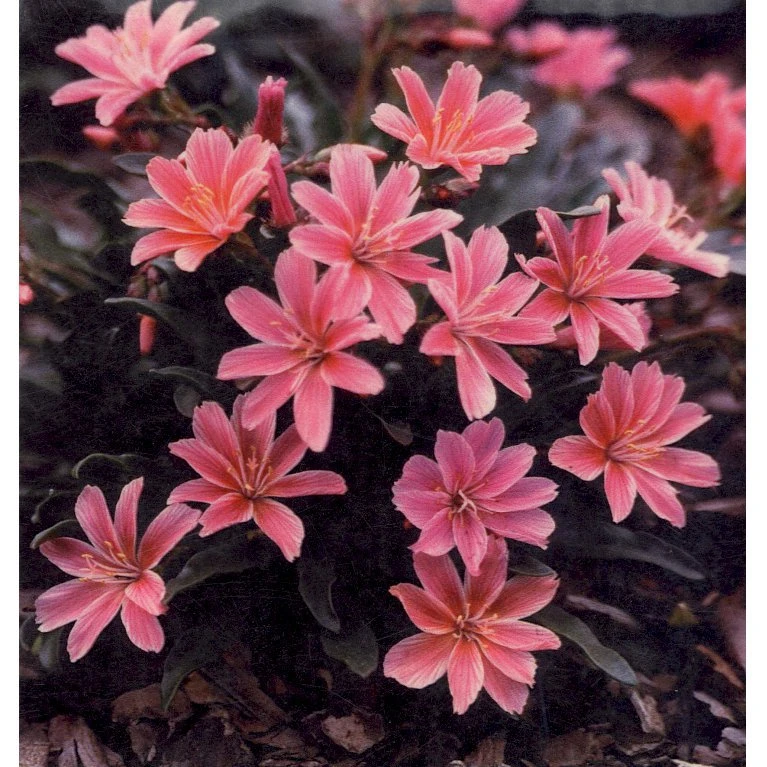Lewisia 'Little Plum' Lewisia Longipetala 'Little Plum' 10 cm. potte Lewisia 'Little Plum' Lewisia Longipetala 'Little Plum' 10 Cm. Potte -Plantetorvet Butik p3045 2346 lewisia longipetala little plum 4d04