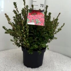 'Stewartsonian' Rhododendron 'Stewartsonian' Potte 10 Liter 40-50 Cm.