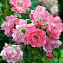 'Heidetraum' Rosa X 'Heidetraum' (Bunddækkerose) A-Kvalitet,- Barrods Roser Min. 3 Grene -Plantetorvet Butik p3086 51528 rosa x heidetraum bunddaekkerose cd2c