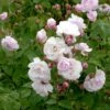 'Blush Noisette' Rosa X 'Blush Noisette' (Buskrose) A-Kvalitet,- Barrods Roser Min. 3 Grene -Plantetorvet Butik p30895 52311 rosa x blush noisette buskrose 3648