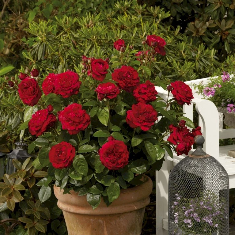 'Capricia™ Renaissance'® Rosa X 'Capricia™ Renaissance'® (Renaissancerose) A-Kvalitet,- barrods roser min. 3 grene 'Capricia™ Renaissance'® Rosa X 'Capricia™ Renaissance'® (Renaissancerose) A-Kvalitet,- Barrods Roser Min. 3 Grene -Plantetorvet Butik p30909 52125 rosa x capricia renaissance renaissancerose 0d49