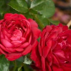 'Capricia™ Renaissance'® Rosa X 'Capricia™ Renaissance'® (Renaissancerose) A-Kvalitet,- Barrods Roser Min. 3 Grene 4 'Capricia™ Renaissance'® Rosa X 'Capricia™ Renaissance'® (Renaissancerose) A-Kvalitet,- Barrods Roser Min. 3 Grene -Plantetorvet Butik p30909 52126 rosa x capricia renaissance renaissancerose f78e