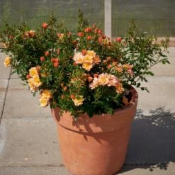 'Linnaeus'™ Rosa X 'Linnaeus'™ (Bunddækkerose) A-Kvalitet,- Barrods Roser Min. 3 Grene -Plantetorvet Butik p31002 52081 rosa x linnaeus bunddaekkerose f96e