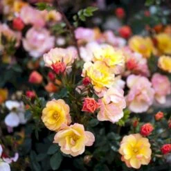 'Linnaeus'™ Rosa X 'Linnaeus'™ (Bunddækkerose) A-Kvalitet,- Barrods Roser Min. 3 Grene -Plantetorvet Butik p31002 52084 rosa x linnaeus bunddaekkerose a28a