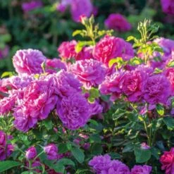 'Princess Anne'™ Rosa X 'Princess Anne'™ (Engelsk Rose) A-Kvalitet,- Barrods Roser Min. 3 Grene 6 'Princess Anne'™ Rosa X 'Princess Anne'™ (Engelsk Rose) A-Kvalitet,- Barrods Roser Min. 3 Grene -Plantetorvet Butik p31057 53098 rosa x princess anne engelsk rose afdd