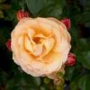 'Trakai'™ Palace'® Rosa X 'Trakai'™ Palace'® (Palacerose) A-Kvalitet,- Barrods Roser Min. 3 Grene 2 'Trakai'™ Palace'® Rosa X 'Trakai'™ Palace'® (Palacerose) A-Kvalitet,- Barrods Roser Min. 3 Grene -Plantetorvet Butik p31117 51918 rosa x trakai palace palacerose a524