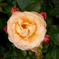 'Trakai'™ Palace'® Rosa X 'Trakai'™ Palace'® (Palacerose) A-Kvalitet,- Barrods Roser Min. 3 Grene