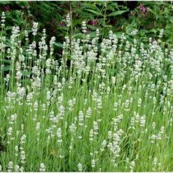 Lavendel 'Edelweiss' Lavandula Angustifolia 'Edelweiss' 10 Cm. Potte
