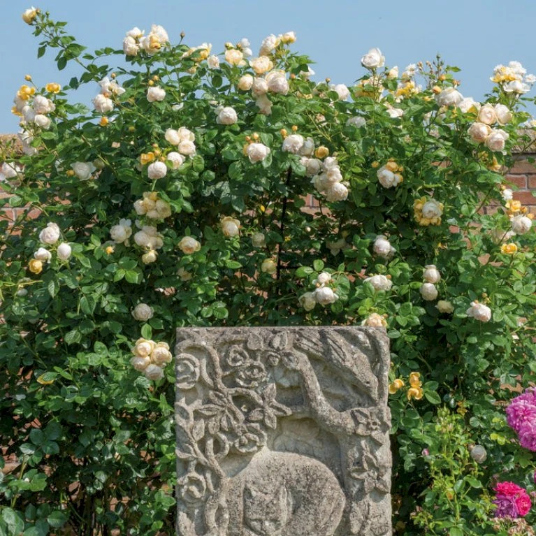 'Wollerton Old Hall'™ Rosa X 'Wollerton Old Hall'™ (Engelsk Rose) A-Kvalitet,- barrods roser min. 3 grene 'Wollerton Old Hall'™ Rosa X 'Wollerton Old Hall'™ (Engelsk Rose) A-Kvalitet,- Barrods Roser Min. 3 Grene -Plantetorvet Butik p31130 53249 rosa x wollerton old hall engelsk rose 913b