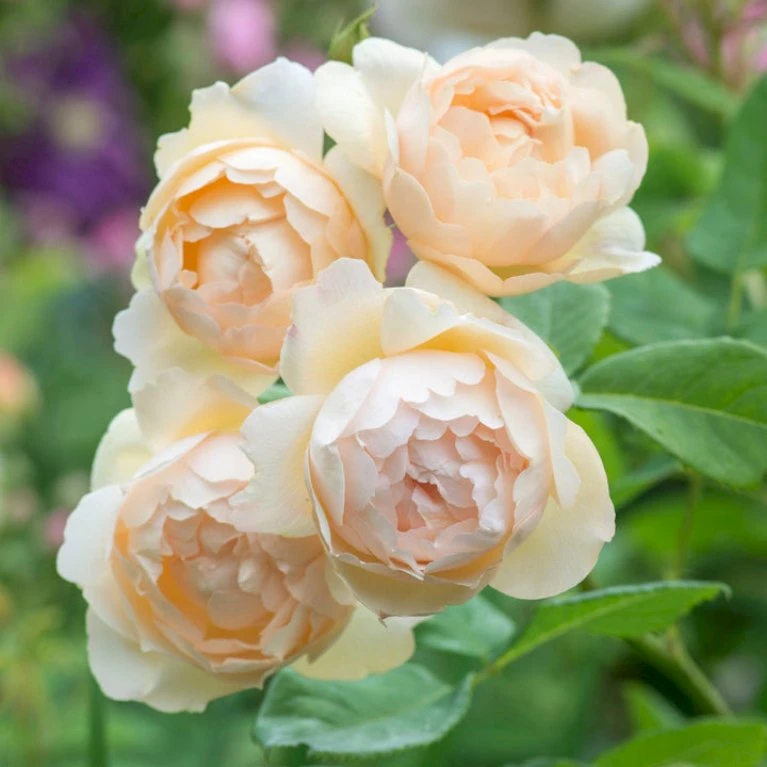 'Wollerton Old Hall'™ Rosa X 'Wollerton Old Hall'™ (Engelsk Rose) A-Kvalitet,- barrods roser min. 3 grene 'Wollerton Old Hall'™ Rosa X 'Wollerton Old Hall'™ (Engelsk Rose) A-Kvalitet,- Barrods Roser Min. 3 Grene -Plantetorvet Butik p31130 53251 rosa x wollerton old hall engelsk rose b5a1