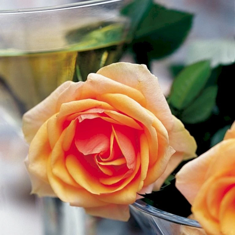 'Olympic™ Palace'® Rosa X 'Olympic™ Palace'® (Palacerose) A-Kvalitet,- barrods roser min. 3 grene 'Olympic™ Palace'® Rosa X 'Olympic™ Palace'® (Palacerose) A-Kvalitet,- Barrods Roser Min. 3 Grene -Plantetorvet Butik p311 51906 rosa x olympic palace palacerose 155a