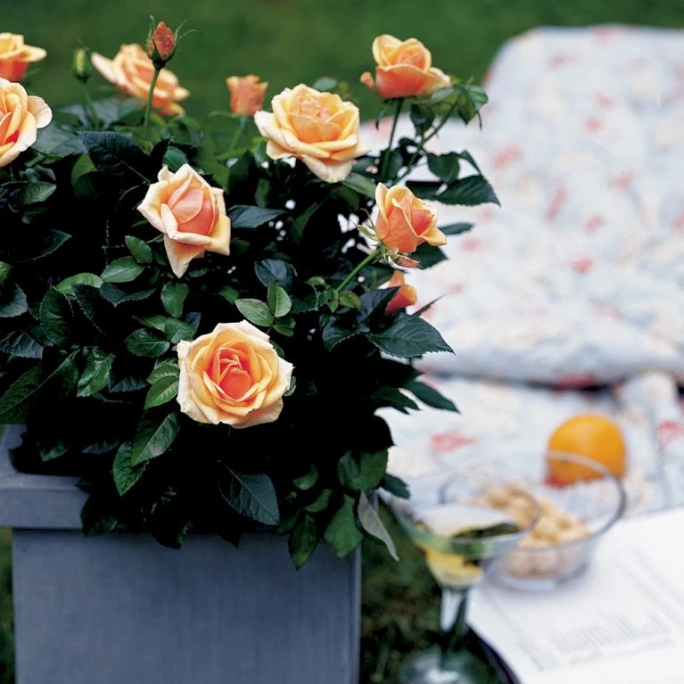 'Olympic™ Palace'® Rosa X 'Olympic™ Palace'® (Palacerose) A-Kvalitet,- barrods roser min. 3 grene 'Olympic™ Palace'® Rosa X 'Olympic™ Palace'® (Palacerose) A-Kvalitet,- Barrods Roser Min. 3 Grene -Plantetorvet Butik p311 51907 rosa x olympic palace palacerose 0a01