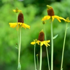 Stor Solhat Rudbeckia Maxima 1 Liter Potte -Plantetorvet Butik p31219 46493 rudbeckia maxima 5418