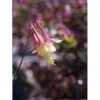 Akeleje 'Little Lanterns' Aquilegia Canadensis 'Little Lanterns' 1 Liter Potte 1 Akeleje 'Little Lanterns' Aquilegia Canadensis 'Little Lanterns' 1 Liter Potte -Plantetorvet Butik p3124 2394 aquilegia canadensis little lanterns ad43