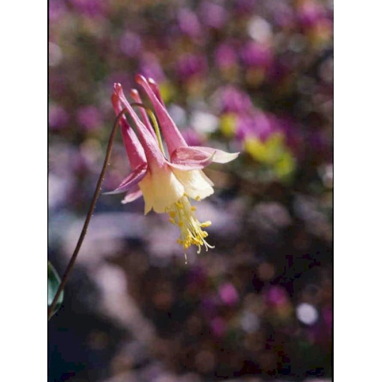 Akeleje 'Little Lanterns' Aquilegia Canadensis 'Little Lanterns' 1 liter potte Akeleje 'Little Lanterns' Aquilegia Canadensis 'Little Lanterns' 1 Liter Potte -Plantetorvet Butik p3124 2394 aquilegia canadensis little lanterns ad43