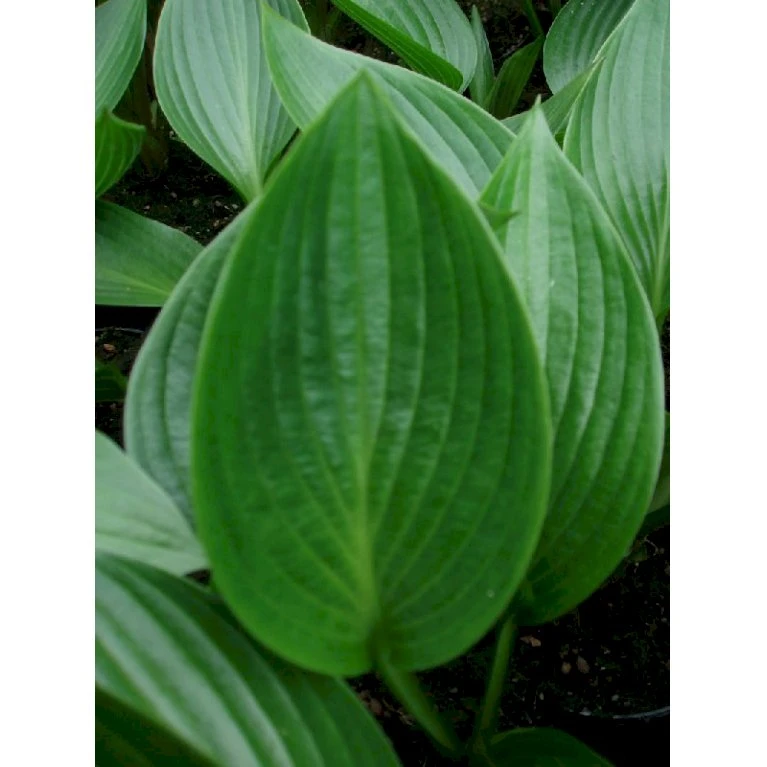 Funkia 'Devon Green' Hosta Hybrid 'Devon Green' 1 liter potte Funkia 'Devon Green' Hosta Hybrid 'Devon Green' 1 Liter Potte -Plantetorvet Butik p3132 36163 hosta hybrid devon green 2213