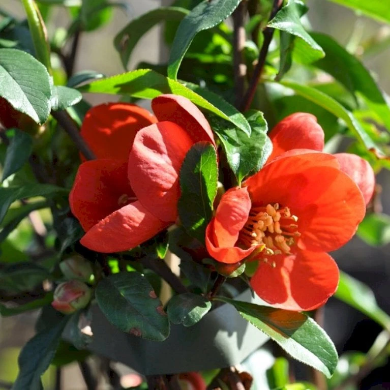 Japansk Kvæde 'Crimson And Gold' Chaenomeles Hyb. 'Crimson And Gold' 3,5 liter potte Japansk Kvæde 'Crimson And Gold' Chaenomeles Hyb. 'Crimson And Gold' 3,5 Liter Potte -Plantetorvet Butik p31725 40739 chaenomeles hyb crimson and gold 2595