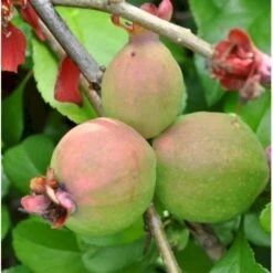 Japansk Kvæde 'Crimson And Gold' Chaenomeles Hyb. 'Crimson And Gold' 3,5 Liter Potte 4 Japansk Kvæde 'Crimson And Gold' Chaenomeles Hyb. 'Crimson And Gold' 3,5 Liter Potte -Plantetorvet Butik p31725 40740 chaenomeles hyb crimson and gold 4412