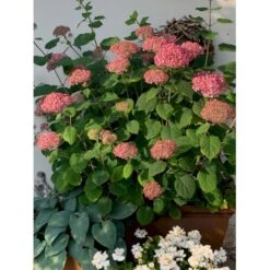 Træagtig Hortensia 'Invinc. Pink Annabelle'' Hydrangea Arb. 'invinc. Pink Annabelle'' Potte 3,0 Liter,- 25-30 Cm. -Plantetorvet Butik p32083 36000 hydrangea arb invinc pink annabelle 4226