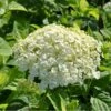 Træagtig Hortensia 'Incrediball'® Hydrangea Arborescens 'Incrediball'® 5 Liter Potte 2 Træagtig Hortensia 'Incrediball'® Hydrangea Arborescens 'Incrediball'® 5 Liter Potte -Plantetorvet Butik p32086 47355 hydrangea arborescens incrediball r 88d7