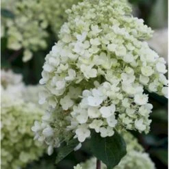 Syrén-Hortensia 'Silver Dollar' Hydrangea Paniculata 'Silver Dollar' Potte 3,0 Liter,- 25-30 Cm. 5 Syrén-Hortensia 'Silver Dollar' Hydrangea Paniculata 'Silver Dollar' Potte 3,0 Liter,- 25-30 Cm. -Plantetorvet Butik p32192 36003 hydrangea paniculata silver dollar 054f