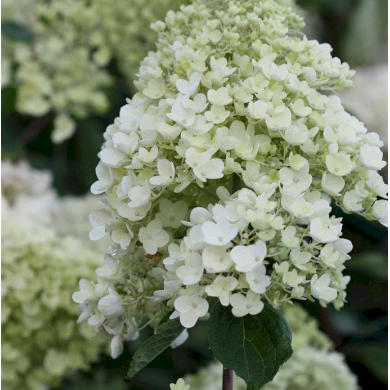 Syrén-Hortensia 'Silver Dollar' Hydrangea Paniculata 'Silver Dollar' Potte 3,0 liter,- 25-30 cm. Syrén-Hortensia 'Silver Dollar' Hydrangea Paniculata 'Silver Dollar' Potte 3,0 Liter,- 25-30 Cm. -Plantetorvet Butik p32192 36003 hydrangea paniculata silver dollar 054f