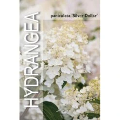 Syrén-Hortensia 'Silver Dollar' Hydrangea Paniculata 'Silver Dollar' Potte 3,0 Liter,- 25-30 Cm. 4 Syrén-Hortensia 'Silver Dollar' Hydrangea Paniculata 'Silver Dollar' Potte 3,0 Liter,- 25-30 Cm. -Plantetorvet Butik p32192 38374 image b532