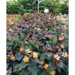 Perikon 'Miracle Night' Hypericum Inodorum 'Miracle Night' 3,5 Liter Potte