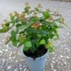 Perikon 'Miracle Wonder' Hypericum 'Miracle Wonder' 3,5 Liter Potte 2 Perikon 'Miracle Wonder' Hypericum 'Miracle Wonder' 3,5 Liter Potte -Plantetorvet Butik p32234 36127 hypericum miracle wonder 61e3