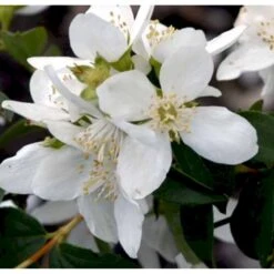 Uægte Jasmin 'Lemoinei' Philadelphus 'Lemoinei' Potte 6,5 Liter 60-80 Cm. 4 Uægte Jasmin 'Lemoinei' Philadelphus 'Lemoinei' Potte 6,5 Liter 60-80 Cm. -Plantetorvet Butik p32363 40268 philadelphus lemoinei aa11