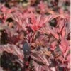 Blærespiræa 'Diable D'Or'® Physocarpus Opulif. 'Diable D'Or'® 5 Liter Potte -Plantetorvet Butik p32397 36140 physocarpus opulif diablo d or 2799