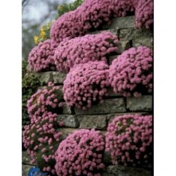 Enebærbladet Engelsk Græs Armeria Juniperifolia 10 Cm. Potte