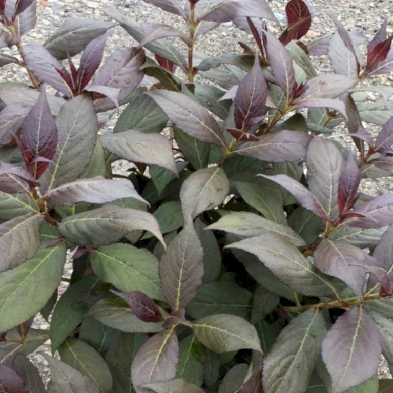 Klokkebusk 'Minor Black' Weigela 'Minor Black(R) 5 Liter potte Klokkebusk 'Minor Black' Weigela 'Minor Black(R) 5 Liter Potte -Plantetorvet Butik p32915 48988 weigela minor black r e86d