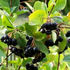 Storfrugtet Surbær 'Hugin' Aronia Melanocarpa 'Hugin' Potte 3,0 Liter,- Opbundet -Plantetorvet Butik p32935 50533 aronia melanocarpa hugin 0290