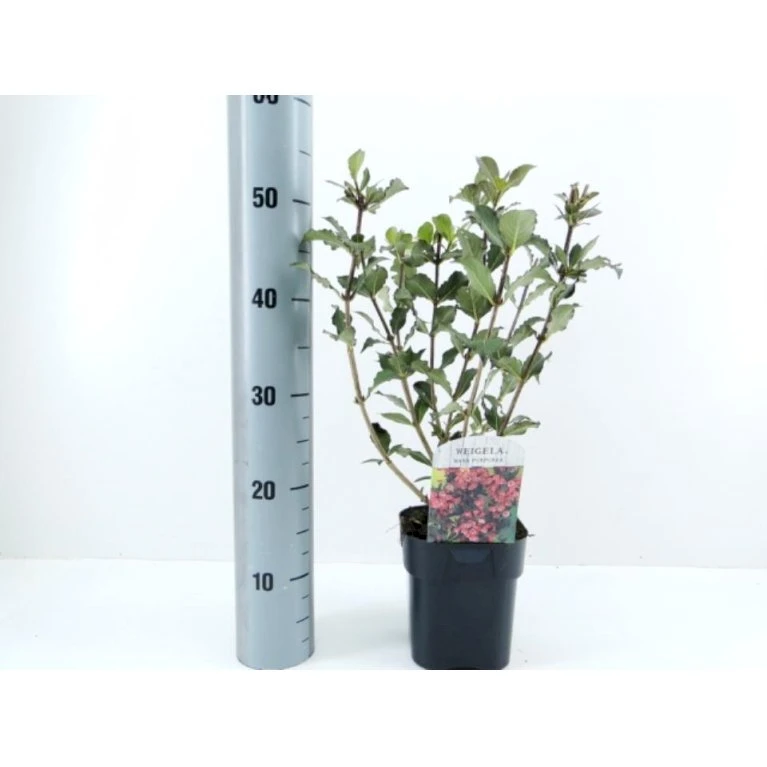 Klokkebusk 'Nana Purpurea' Weigela Florida 'Nana Purpurea' Potte 2,0 liter,- 40-60 cm. Klokkebusk 'Nana Purpurea' Weigela Florida 'Nana Purpurea' Potte 2,0 Liter,- 40-60 Cm. -Plantetorvet Butik p33004 42386 weigela florida nana purpurea 6bc4