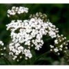 Almindelig Røllike Achillea Millefolium 1 Liter Potte 2 Almindelig Røllike Achillea Millefolium 1 Liter Potte -Plantetorvet Butik p33025 39766 achillea millefolium 2a13