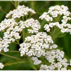 Almindelig Røllike Achillea Millefolium 1 Liter Potte -Plantetorvet Butik p33025 39767 achillea millefolium 4e43
