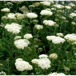 Almindelig Røllike Achillea Millefolium 1 Liter Potte -Plantetorvet Butik p33025 39768 achillea millefolium 53d3