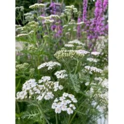 Almindelig Røllike Achillea Millefolium 1 Liter Potte -Plantetorvet Butik p33025 41058 achillea millefolium c722