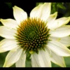 Purpursolhat 'Pow Wow - White' Echinacea Purpurea 'Pow Wow - White' Potte 2 Liter. -Plantetorvet Butik p33047 36387 echinacea purpurea pow wow white 0457