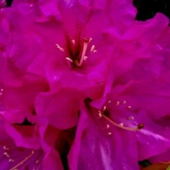 'Pearce's American Beauty' Rhododendron Hybrid 'Pearce's American Beauty' Potte 10 Liter 40-50 Cm. 4 'Pearce's American Beauty' Rhododendron Hybrid 'Pearce's American Beauty' Potte 10 Liter 40-50 Cm. -Plantetorvet Butik p33144 36940 rhododendron hybrid pearce s american beauty d4e4