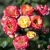 'Rumba' Rosa X 'Rumba' (Buketrose) A-Kvalitet,- Barrods Roser Min. 3 Grene 1 'Rumba' Rosa X 'Rumba' (Buketrose) A-Kvalitet,- Barrods Roser Min. 3 Grene -Plantetorvet Butik p331 51695 rosa x rumba buketrose 34df