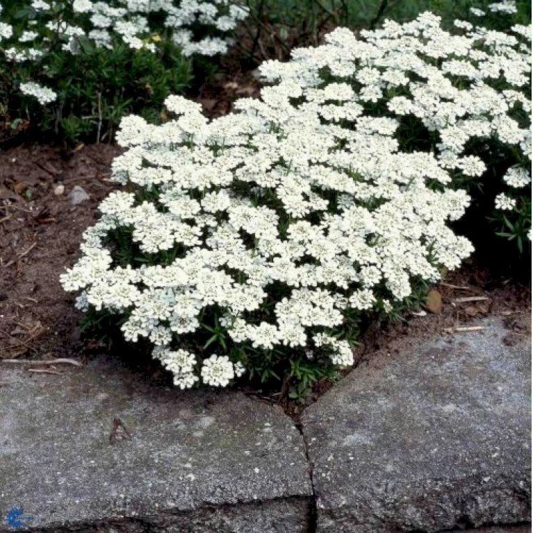 Snepude 'Weisser Zwerg' Iberis Sempervirens 'weisser Zwerg' ('Little Gem') 10 cm. potte Snepude 'Weisser Zwerg' Iberis Sempervirens 'weisser Zwerg' ('Little Gem') 10 Cm. Potte -Plantetorvet Butik p3329 2506 iberis sempervirens weisser zwerg little gem 3b53