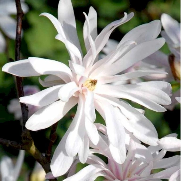 Magnolia 'Wildcat' Magnolia X Loebneri 'Wildcat' 100-125 cm, potte 12 liter Magnolia 'Wildcat' Magnolia X Loebneri 'Wildcat' 100-125 Cm, Potte 12 Liter -Plantetorvet Butik p33480 41152 magnolia x loebneri wildcat 2048